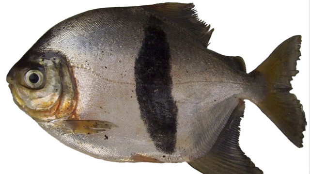 Une nouvelle espèce de piranha végétarien a été nommée Myloplus sauron, en référence au Seigneur des Anneaux.