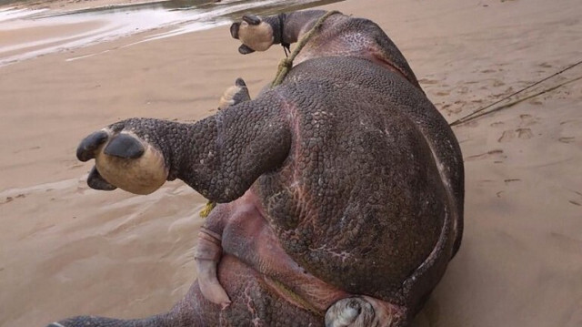 Rhinocéros mâle retrouvé à l'intérieur du parc national d'Ujung Kulon dans l'ouest de Java, le dernier habitat restant de la créature, le 26 avril 2018.