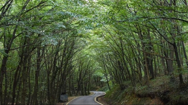Adana'da ormanlık alanlara izinsiz girişler 31 Ekim'e kadar yasaklandı.  