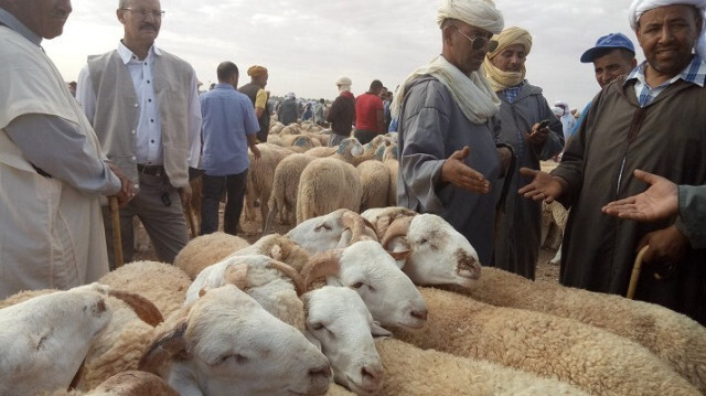 العيد بالجزائر.. غلاء فاحش للأضاحي ينذر بعزوف جماعي
