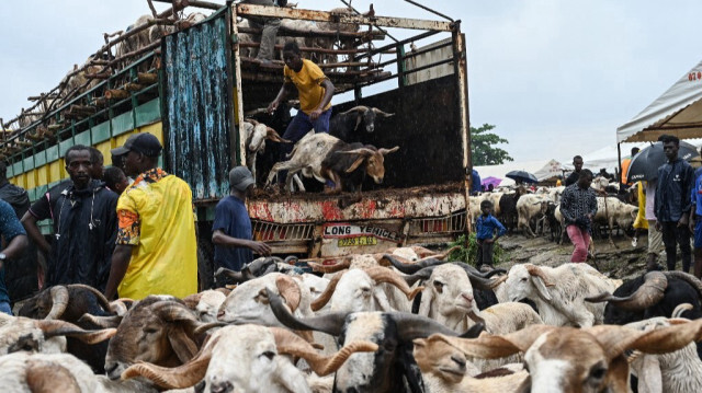 Les animaux sont déchargés d'un camion pour être vendus au marché aux bestiaux d'Adjamé, à Abidjan, deux jours avant la célébration de l'Aïd al-Adha, le 14 juin 2024.