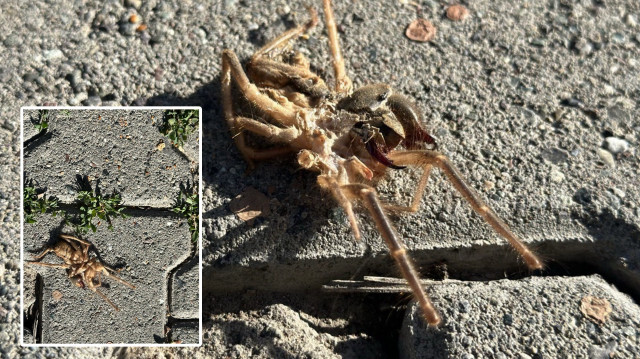 'Sarıkız' örümceği