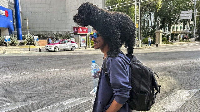 Un homme porte son chien sur ses épaules pour éviter de marcher sur la chaussée chaude en attendant de traverser une avenue à Mexico, le 14 juin 2024, pendant une vague de chaleur.