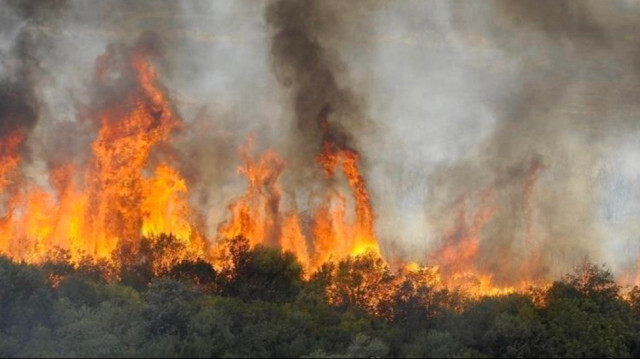 Un incendie ravage 12 hectares de forêt dans la région de Tanger, au Maroc.
