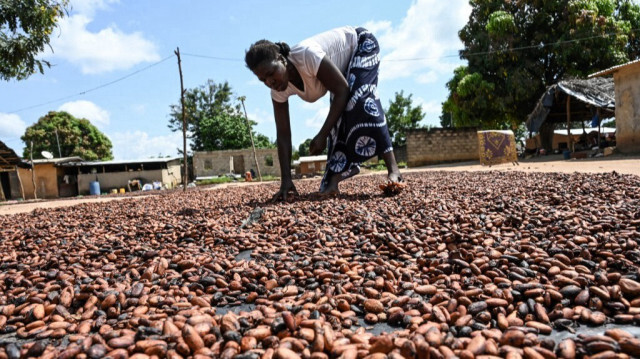 La femme d'un cacaoculteur remue son cacao étalé au soleil pour le séchage à Bringakro, un village de la sous-préfecture de Djékanou, en Côte d'Ivoire, le 17 novembre 2022. 