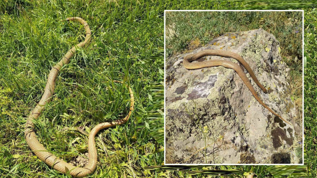 Patnos'ta 2 metrelik yılan paniği