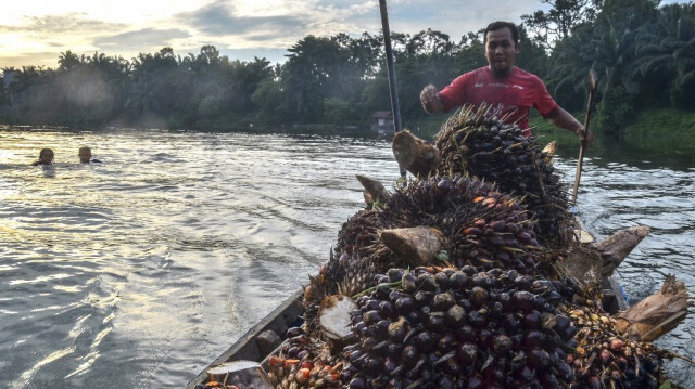 Des ouvriers transportent des fruits de palmiers à huile sur un bateau depuis les plantations situées le long de la rivière Kampar jusqu'aux usines de transformation à Kampar, Riau.