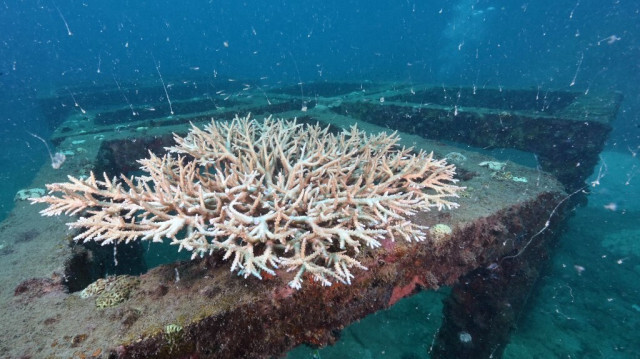 Coraux présentant des signes de blanchissement sur une structure artificielle autour de l'île de Koh Tao, dans la province méridionale thaïlandaise de Surat Thani. 