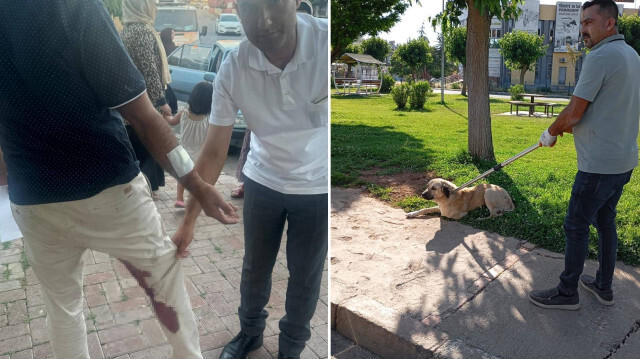 Batıkent Mahallesi'nde başıboş dolaşan köpekleri barınağa götürmek üzere toplamaya başlatıldı.