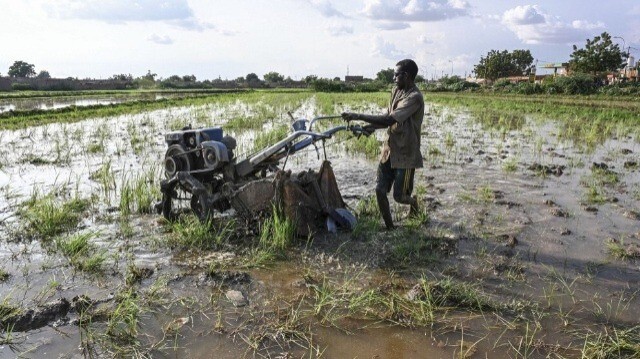 Un agriculteur utilise une machine à repiquer le riz dans une rizière près de Niamey au Niger, le 16 août 2023.