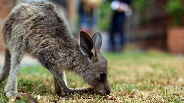 Un kangourou sauvé, soigné par des volontaires du groupe de secours aux animaux sauvages WIRES, en périphérie de Sydney, le 9 janvier 2020.