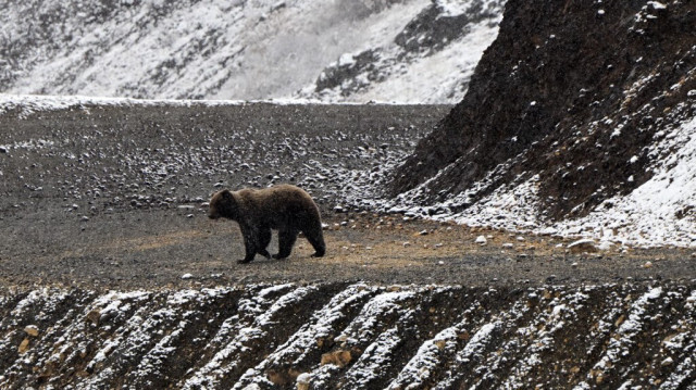 Un grizzli dans le parc national de Denali, en Alaska.