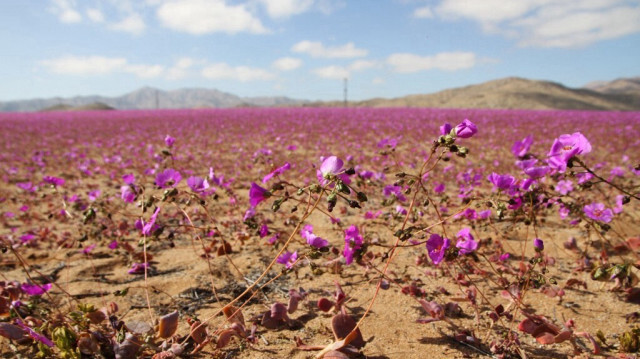 Vue du désert d'Atacama couvert de fleurs à Copiapó, Chili, prise le 10 juillet 2024. 