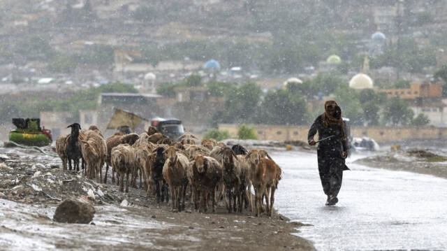 Un berger afghan conduit son troupeau de moutons sous la pluie dans une rue de Kaboul.