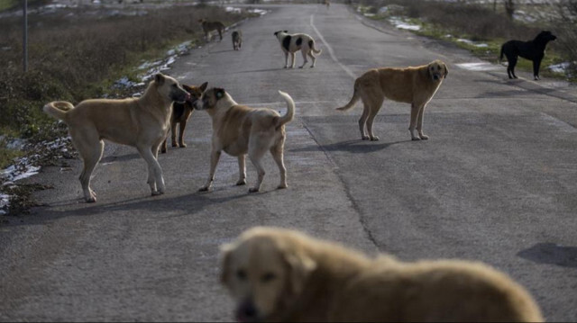 Sokak köpeklerine ilişkin kanun teklifinden 'Ötanazi' kelimesi çıkarılacak.  