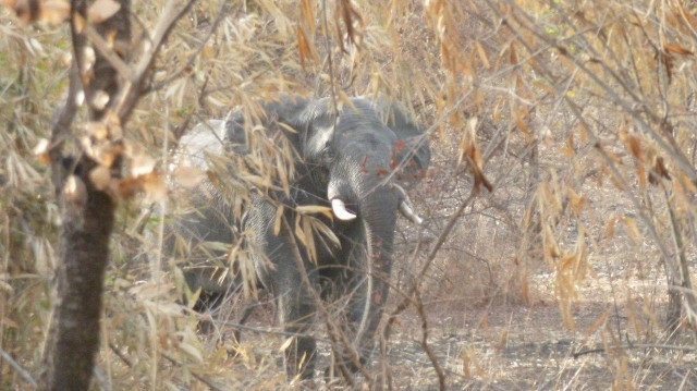 Le parc naturel du Niokolo-Koba au Sénégal, reconnu pour sa biodiversité exceptionnelle, est retiré de la liste du patrimoine en péril de l'Unesco grâce aux efforts de conservation réussis, ont annoncé les autorités le 24 juillet 2024.