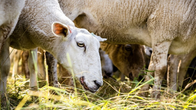 Un mouton atteint du virus de la fièvre catarrhale ovine dans une exploitation agricole à Roermond, aux Pays-Bas, le 22 juillet 2024. Illustration