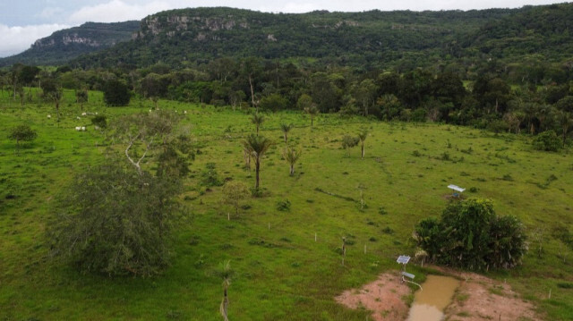 San José del Guaviare, en Colombie, à l'orée de la forêt amazonienne, où les éleveurs de bétail plantent des arbres, le 1er juin 2023. 