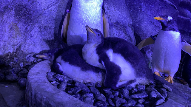 İstanbul Akvaryum'da 4 bebek penguen daha doğdu.