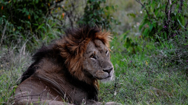 Un lion mâle se repose dans l'herbe dans la réserve nationale de Maasai Mara, où la spectaculaire migration annuelle des gnous vers le Kenya depuis la Tanzanie.