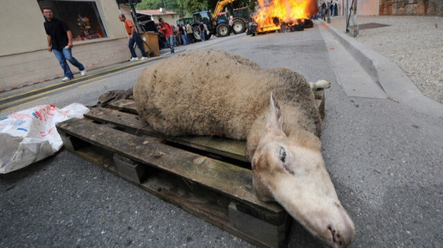 Une carcasse de mouton sur une palette lors de l'épidémie de fièvre catarrhale ovine (FCO) de 2008, dans les Hautes-Pyrénées. 