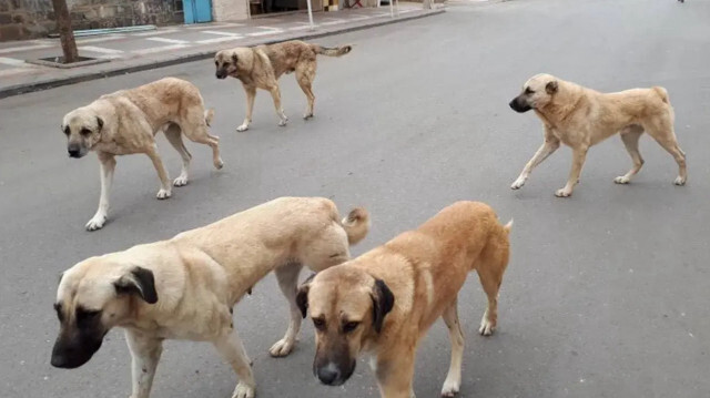 Sahipsiz köpeklere yönelik düzenlemeler içeren kanun Resmi Gazete'de yayımlandı.