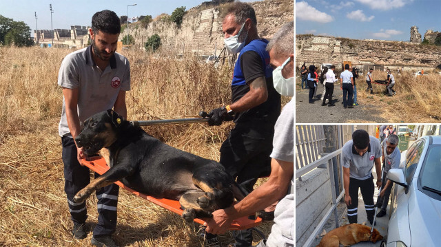 İstanbul'da bir vatandaşı parçalayarak öldüren sahipsiz köpekleri Fatih Belediyesi uyuşturarak yakaladı.