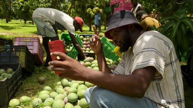 L'agro-influenceur Mame Abdou Diop prépare du contenu pour les médias sociaux dans son verger de mangues à Gadiaga, dans la région de Thiès, le 25 juillet 2024.