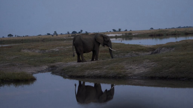 La Namibie prévoit d'abattre 723 animaux sauvages, dont 83 éléphants, pour fournir de la viande aux populations touchées par la sécheresse sévère en Afrique australe. 