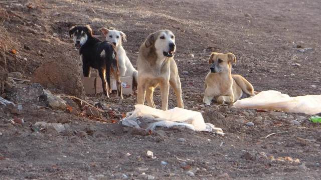 Düzce Valiliğinden sahipsiz köpeğin öldürülmesine ilişkin açıklama