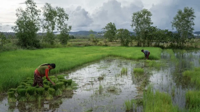 Deux femmes appartenant à une communauté autochtone récoltaient du riz dans un des villages inclus dans le projet Southern Cardamom REDD+ dans la province de Koh Kong, au Cambodge.