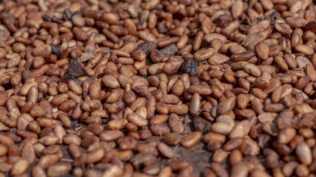 Détail de fèves de cacao séchées au soleil à Asikasu, une ville de la région orientale du Ghana. Les fèves resteront sous le soleil pendant le processus de séchage jusqu'à 7 jours. 