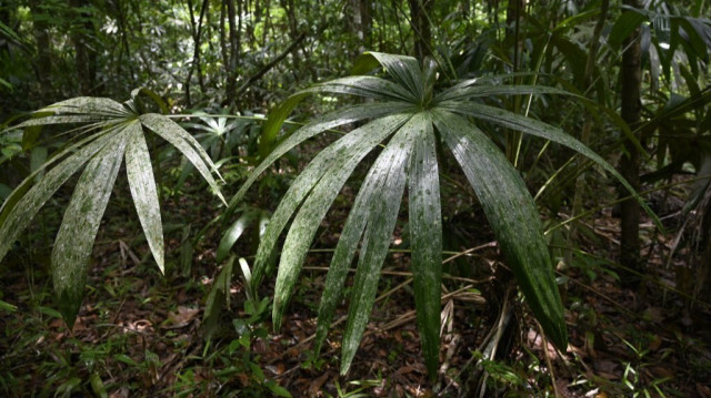 Forêt tropicale à Peten, Guatemala, le 26 juillet 2024. 