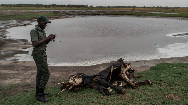 Le garde-chasse Simba Marozva enregistre les coordonnées GPS pour marquer l'emplacement d'un jeune éléphant mort de la sécheresse dans le parc national de Hwange, à Hwange, dans le nord du Zimbabwe, le 16 décembre 2023. Le parc, d'une superficie de 14 600 kilomètres carrés, abrite plus de 450 000 éléphants de savane, si nombreux qu'ils sont considérés comme une menace pour l'environnement. 