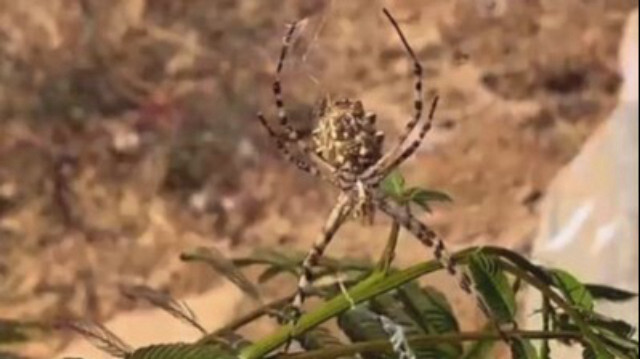 Argiope lobata