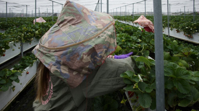 Des agriculteurs ramassent des fraises dans une ferme du canton de Dahu, dans le comté de Miaoli au Taïwan, le 15 mars 2024.