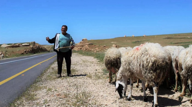 مستوطنون يسرقون أغنام فلسطينيين جنوبي الضفة 