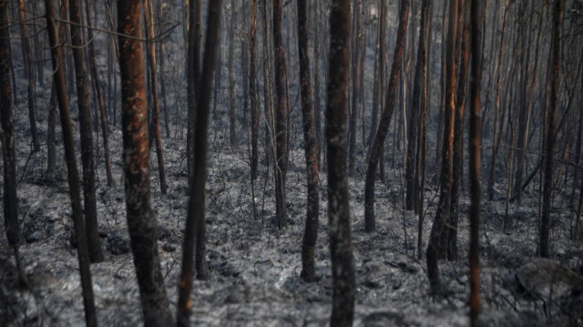 Forêt brûlée après un incendie à Arouca, dans le nord du Portugal, le 19 septembre 2024. 