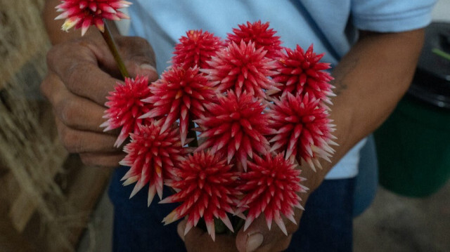 Un ouvrier trie des fleurs d'Inirida (Schoenocephalium teretifolium) dans la ville d'Inirida, département de Guainía, Colombie, le 7 août 2024.  