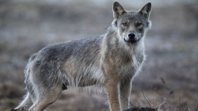 Un loup est photographié dans une forêt près de la frontière russe, à Hukkajarvi, dans l'est de la Finlande.