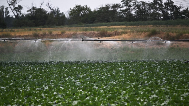 Un système d'irrigation arrose un champ de choux près de la ville de Dabas, au sud-est de Budapest, en Hongrie, le 2 août 2024.