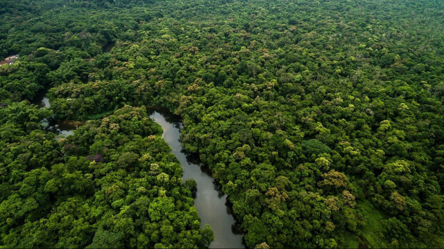 Le Mozambique initie un projet ambitieux de plantation de 200 millions de palétuviers dans ses mangroves sur une durée de 60 ans, visant à lutter contre le changement climatique et à protéger ses côtes de l'érosion.