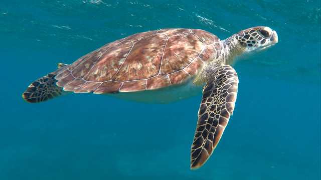 Chaque année, environ 10.000 tortues caouanne, appelée caretta caretta et considérée comme l'une des plus vulnérables, finissent attrapées dans les filets de pêche au large des côtes tunisiennes.