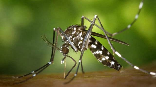 Le virus Chikungunya, transmis par les moustiques, provoque des douleurs articulaires, des entorses aux mains et aux poignets, des difficultés à marcher et à se tenir debout, ou des symptômes semblables à ceux de l'arthrite.