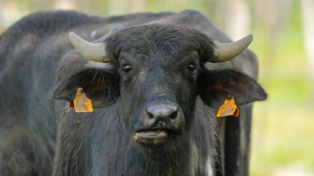 Le Royaume-Uni a annoncé mardi l'interdiction des importations de bovins, porcs et ovins en provenance d'Allemagne, après la détection de cas de fièvre aphteuse dans ce pays.