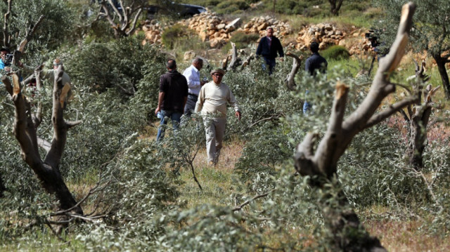 الضفة.. مستوطنون يتلفون عشرات أشجار الزيتون ببلدة فلسطينية