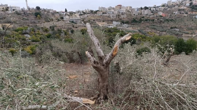 الضفة.. مستوطنون يقطعون أشجار زيتون وتفاح غرب بيت لحم