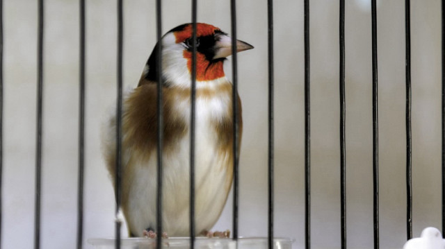 Un chardonneret européen (Carduelis carduelis) se perche dans une cage lors d'une compétition à Alger le 2 novembre 2024.