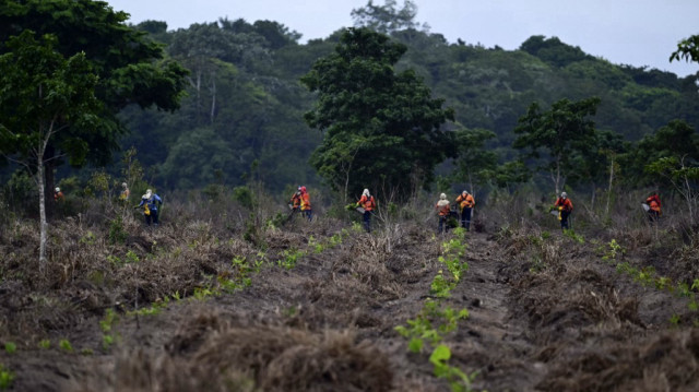 Des ouvriers de Mombak plantent des arbres pour reboiser un ancien ranch bovin près de Mãe do Rio, dans l'État du Pará, au Brésil, le 11 décembre 2024.