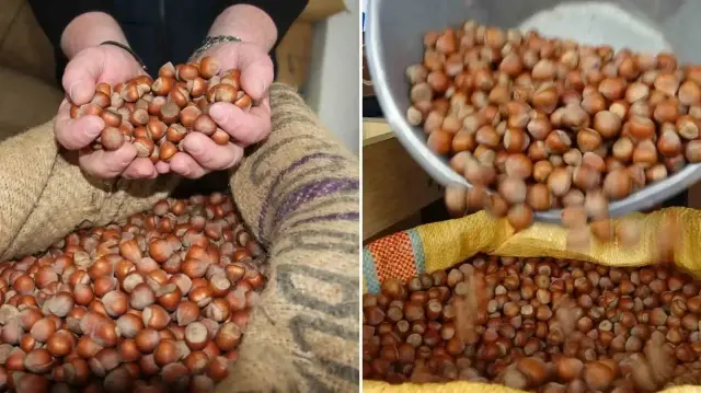 Serbest piyasada Giresun’da fındık fiyatları ise 347 TL’den başlayıp 352,50 TL’ye kadar çıkıyor.